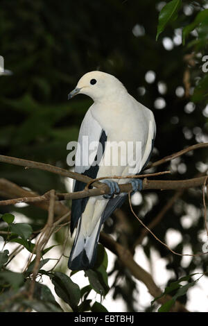 Pied piccione imperiale (Ducula bicolore), seduto su un ramo, India Foto Stock