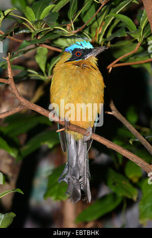 Blu-crowned Motmot (Momotus momota), seduto su un ramo Foto Stock