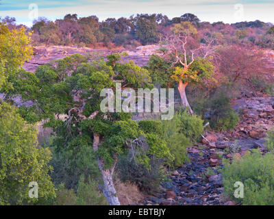 Savana nella luce del mattino, Sud Africa, Redrocks Lookout, Krueger National Park, Letaba Camp Foto Stock