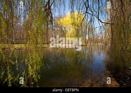 Nana salice grigio (Salix tristis), vista attraverso i rami di un salice piangente sul fiume Lippe al Laumannshuegel, in Germania, in Renania settentrionale-Vestfalia, Lippstadt Foto Stock