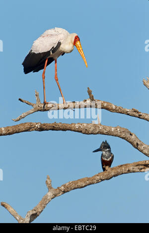 Giallo-fatturati stork (Mycteria ibis), seduto su un albero insieme con un kingfisher, Sud Africa, Krueger National Park, inferiore Sabie Camp Foto Stock