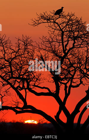 Avvoltoio su un albero in sunset, Sud Africa, Krueger National Park, inferiore Sabie Camp Foto Stock