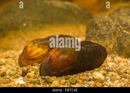 Fiume comuni cozze, comune europeo centrale fiume cozza (Unio crasso), sul terreno, Germania Foto Stock