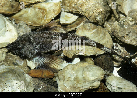 Pogge, hooknose, gancio-naso, armati paratia (Agonus cataphractus), sul fondo del mare tra conchiglie Foto Stock