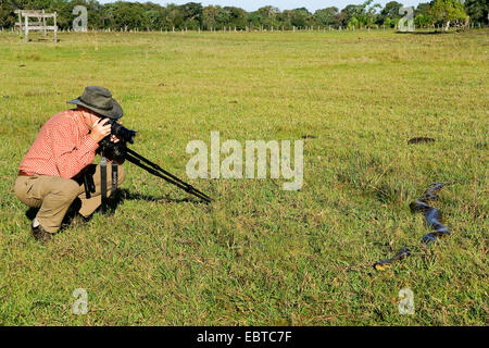 Anaconda giallo (Eunectes notaeus), fotografo di fotografare un anaconda, Brasile, Pantanal Foto Stock