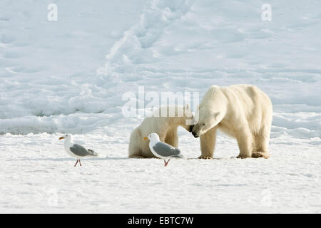 Orso polare (Ursus maritimus), femmina di orso polare con smooching cub, Norvegia Isole Svalbard Foto Stock