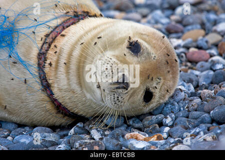 Guarnizione di tenuta del porto, guarnizione comune (Phoca vitulina), kying sulla spiaggia, ferito da fishernet, Germania, Schleswig-Holstein, Isola di Helgoland Foto Stock