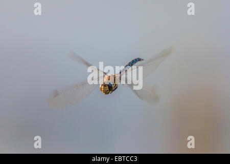 Blu-verde, darner aeshna sud, sud hawker (Aeshna cyanea), battenti, in Germania, in Baviera Foto Stock