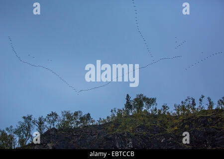 Barnacle goose (Branta leucopsis), gregge, , la Norvegia, Nordland Foto Stock