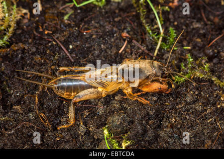 Unione mole cricket, Mole cricket (Gryllotalpa gryllotalpa), sul terreno, in Germania, in Baviera Foto Stock