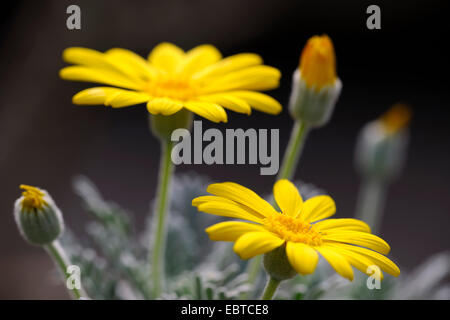 Boccola gialla Daisy (Euryops pectinatus), fioritura Foto Stock