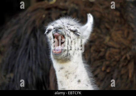 Llama (Lama glama), il ritratto di un cucciolo che sbadiglia Foto Stock