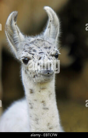 Llama (Lama glama), il ritratto di un cucciolo Foto Stock