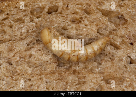 Giallo mealworm beetle (Tenebrio molitor), pupa su una fetta di pane, Germania Foto Stock