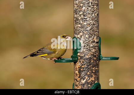 Western verdone (Carduelis chloris), alimentando ad un birdseed-silo, Germania Foto Stock
