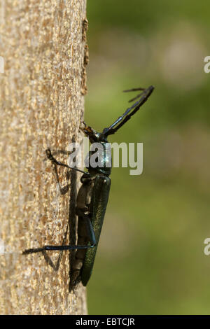 Il muschio beetle (Aromia moschata), seduto sulla corteccia, in Germania, in Baviera Foto Stock