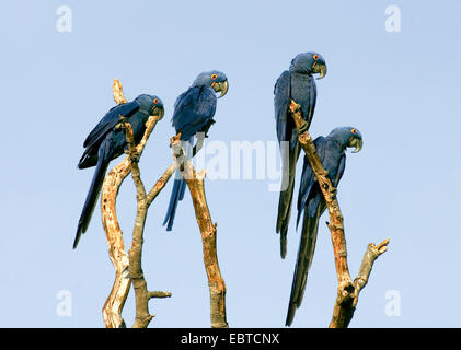 Ara Giacinto (Anodorhynchus hyacinthinus), quattro giacinto macaws seduti sui rami, Brasile, Pantanal Foto Stock