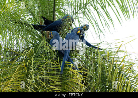 Ara Giacinto (Anodorhynchus hyacinthinus), giacinto macaws seduti sul palm e mangiare frutta, Brasile, Pantanal Foto Stock