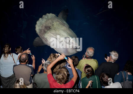 Ocean sunfish (Mola mola), i visitatori di un acquario a scattare foto di un oceano sunfish Foto Stock