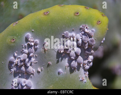 Cocciniglia (Dactylopius coccus), colonia su un fico d'india, Spagna, Andalusia Foto Stock