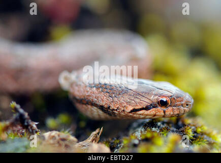 A sud di serpente liscio, Bordeaux snake (Coronella girondica), ritratto sul terreno di muschio, Spagna Estremadura Foto Stock