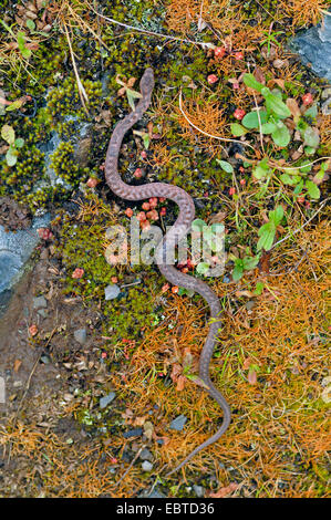 A sud di serpente liscio, Bordeaux snake Coronella girondica spunto su MOSS e massa di erba, Spagna Estremadura Foto Stock