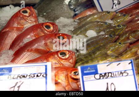 Il pesce appena pescato su ghiaccio, Isole Canarie, Tenerife, Santa Cruz Foto Stock