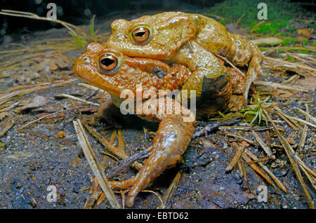 Europeo di rospo comune (Bufo bufo) stringendo giovane (amplexus), Germania Foto Stock