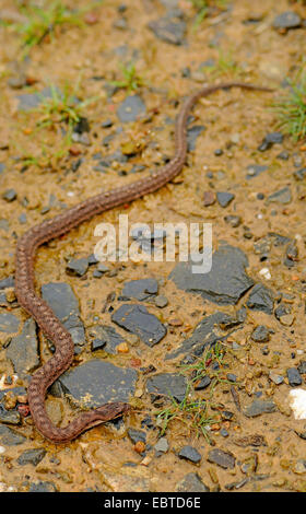 A sud di serpente liscio, Bordeaux snake Coronella girondica), striscianti sulla massa di suolo, Spagna Estremadura Foto Stock