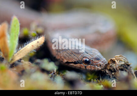 A sud di serpente liscio, Bordeaux snake Coronella girondica ritratto laterale, Spagna Estremadura Foto Stock