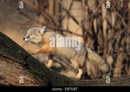 Corsac volpe (Vulpes vulpes corsac), camminando su un trunk Foto Stock