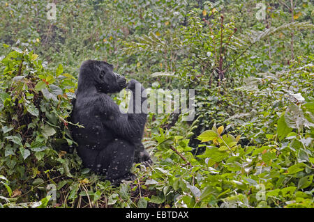 Gorilla di Montagna (Gorilla beringei beringei), seduti nei cespugli di foglie di alimentazione, Uganda, Parco nazionale impenetrabile di Bwindi Foto Stock