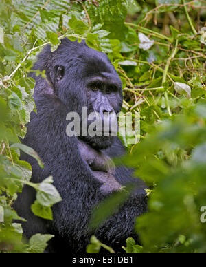 Gorilla di Montagna (Gorilla beringei beringei), seduti nella giungla, Uganda, Parco nazionale impenetrabile di Bwindi Foto Stock