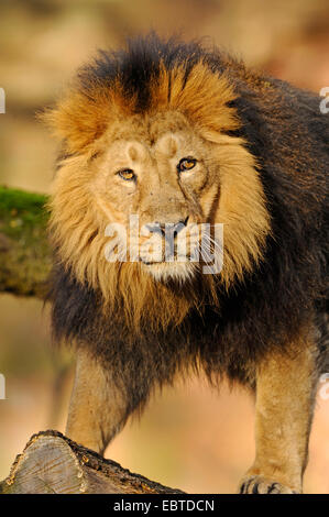 Leone asiatico (Panthera leo persica), il ritratto di un maschio Foto Stock