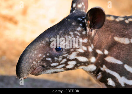 Il tapiro asiatico: la malese, il tapiro (Tapirus indicus), il ritratto di un neonato Foto Stock