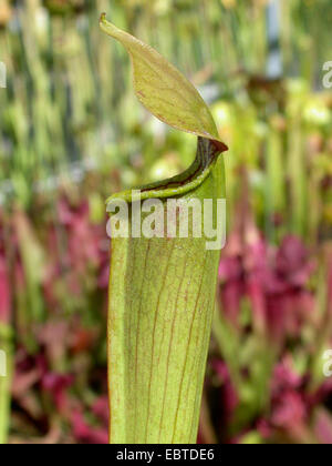 Dolce pianta brocca, giallo trombe (Sarracenia alata), leaf Foto Stock