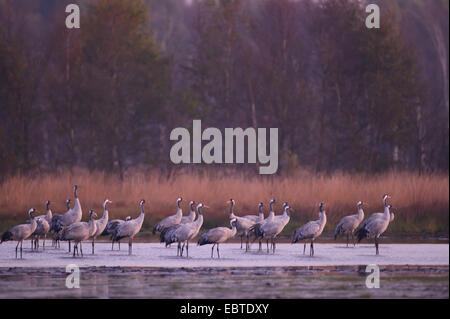 Gru comune (grus grus), gruppo permanente al posto sono ' appollaiati in acque poco profonde, Germania, Bassa Sassonia, Goldenstedter Moor Foto Stock