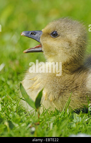 Graylag goose (Anser anser), chick seduto su un prato chiamando, Germania, Bassa Sassonia Foto Stock