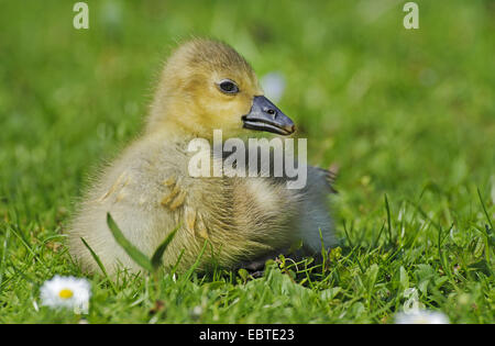 Graylag goose (Anser anser), chick seduto su un prato, Vechta, Bassa Sassonia, Germania Foto Stock