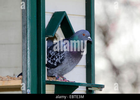 Il piccione domestico (Columba livia f. domestica), guardando fuori della Colombaia, Germania Foto Stock