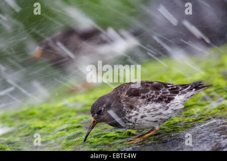 Purple sandpiper (Calidris maritima), seduti sotto la pioggia sulla roccia di muschio in eclipse piumaggio, Germania, Schleswig-Holstein Foto Stock