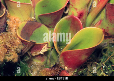 Sun bricco (Heliamphora heterodoxa), foglie Foto Stock