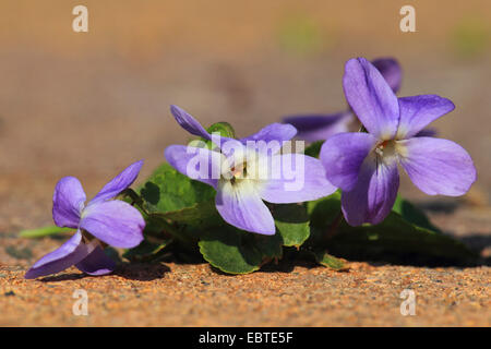 Inglese, viola mammola (Viola odorata), che cresce su un marciapiede, Germania Foto Stock