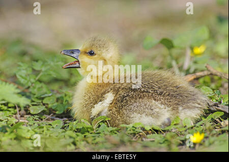 Graylag goose (Anser anser), chick seduto su un prato chiamando, Germania, Bassa Sassonia Foto Stock