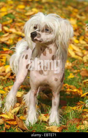 Chinese Crested Dog (Canis lupus f. familiaris), in piedi nel fogliame di autunno Foto Stock