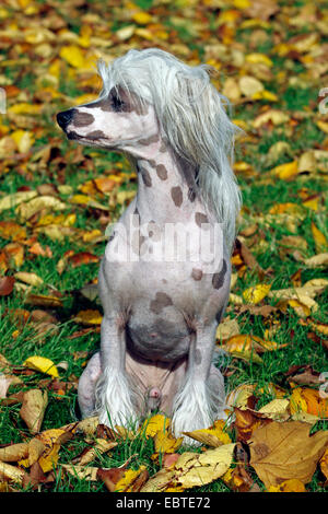 Chinese Crested Dog (Canis lupus f. familiaris), seduta in fogliame di autunno Foto Stock
