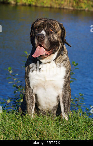 Cane Corso Italiano (Canis lupus f. familiaris), seduto sulla riva del lago, la zona della Ruhr, Bochum Foto Stock