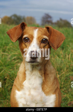 Razza cane (Canis lupus f. familiaris), ritratto Foto Stock