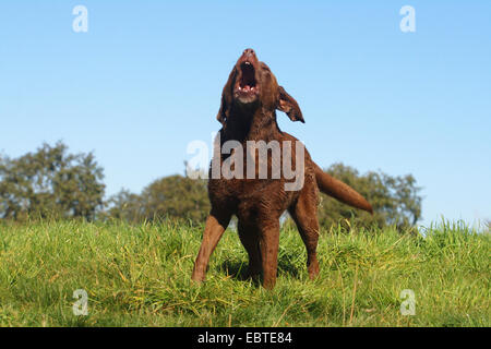 Il Labrador Retriever (Canis lupus f. familiaris), in piedi nel prato e barking, Germania Foto Stock