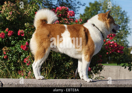 Shiba Inu (Canis lupus f. familiaris), nove anni maschio in piedi di fronte a rose canine, Germania Foto Stock